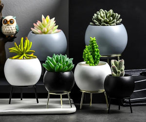 Succulents Planter Flower Ceramic Pot - ModHomeSpace